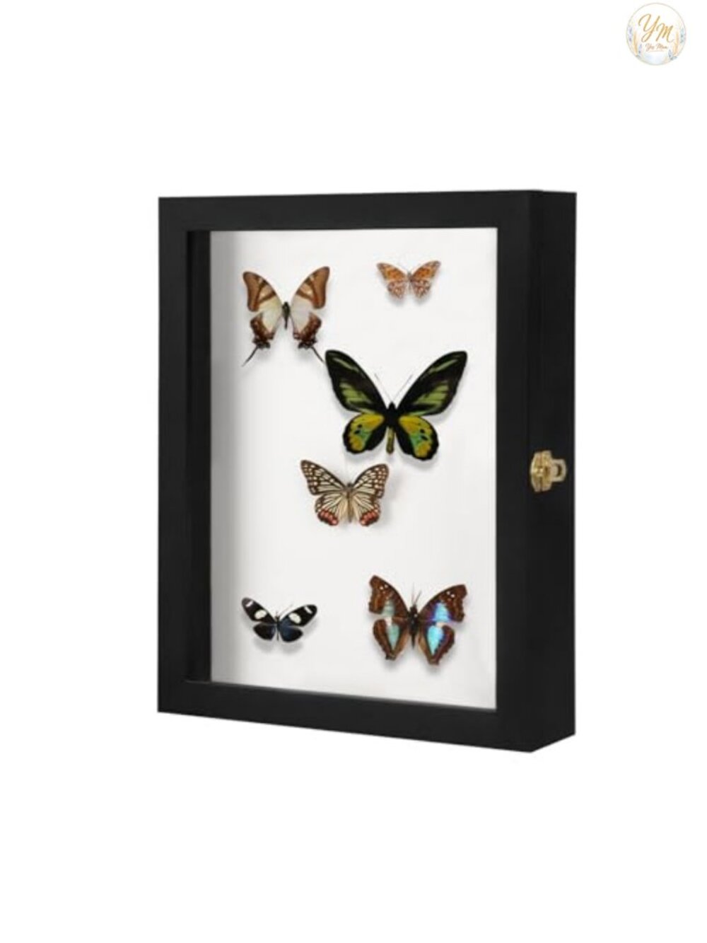 Insect Display Case Wood Shadow Box Collection Kit with Pins